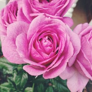 Meet your Posher, Marium